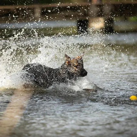 Ferienhaus Beim Viechdoktor Hotel *